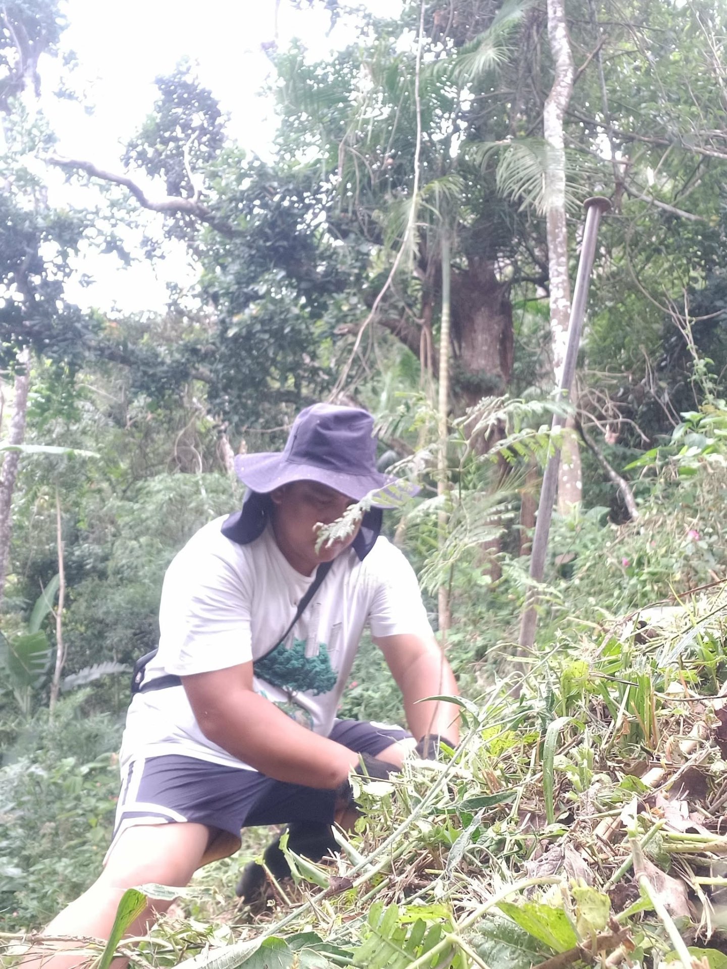 Native Tree Planting in various areas in Teresópolis, Rio de Janeiro — photo 2