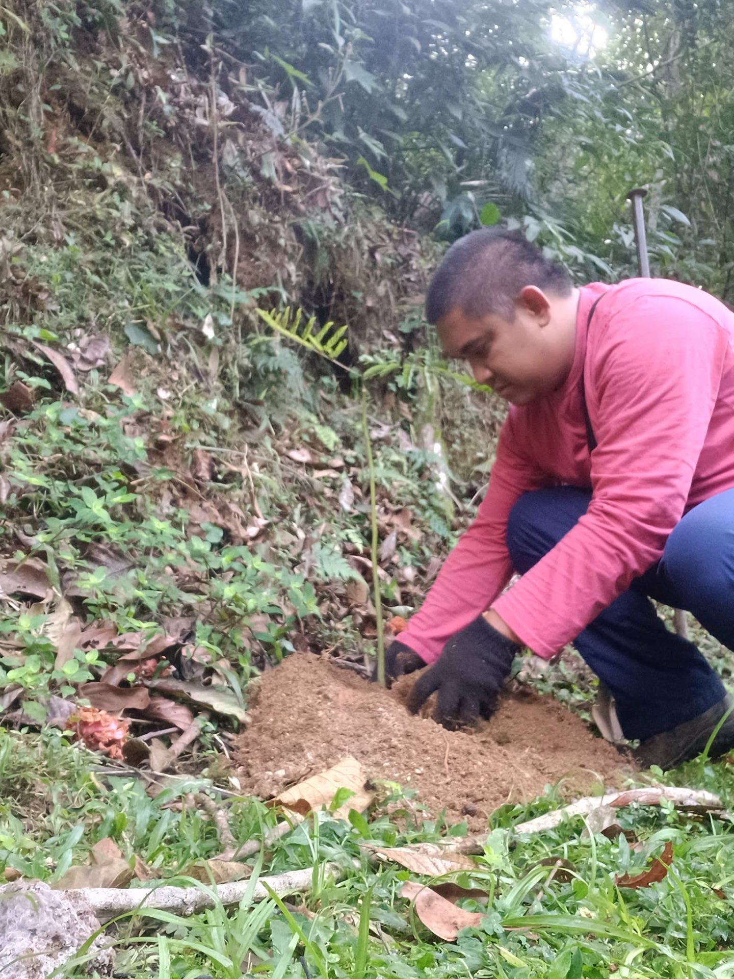 Native Tree Planting in various areas in Teresópolis, Rio de Janeiro — photo 6