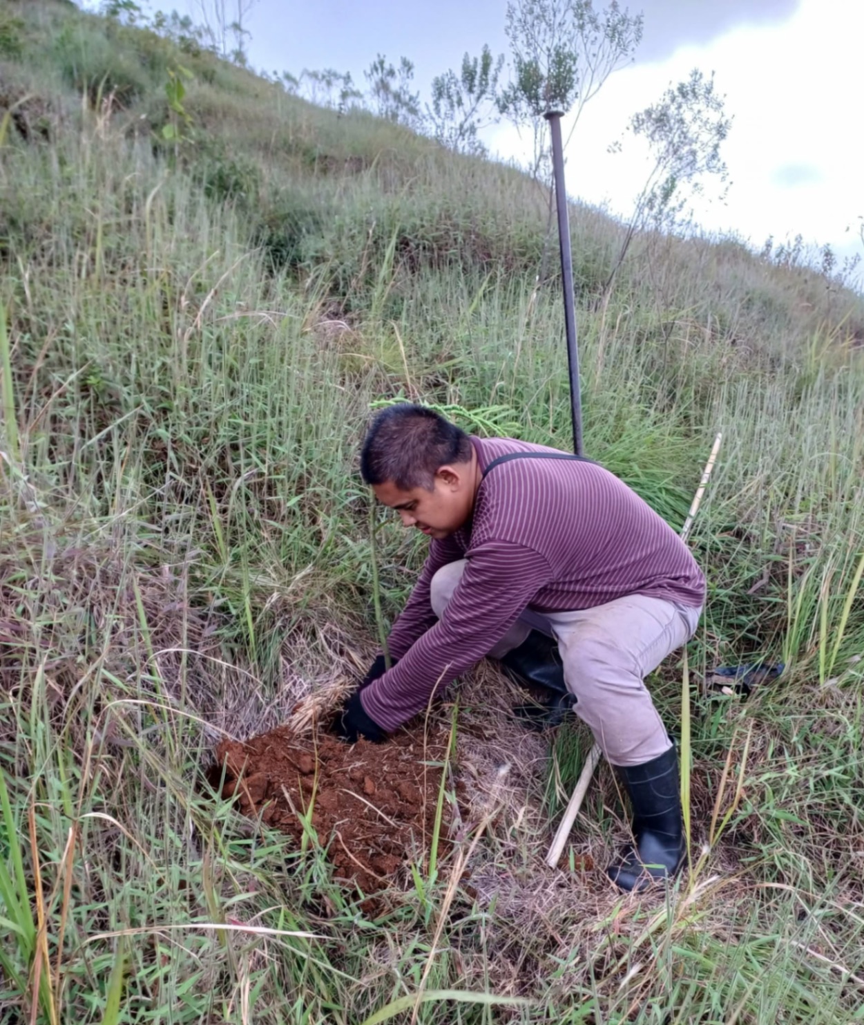 Native Tree Planting in various areas in Teresópolis, Rio de Janeiro — photo 3